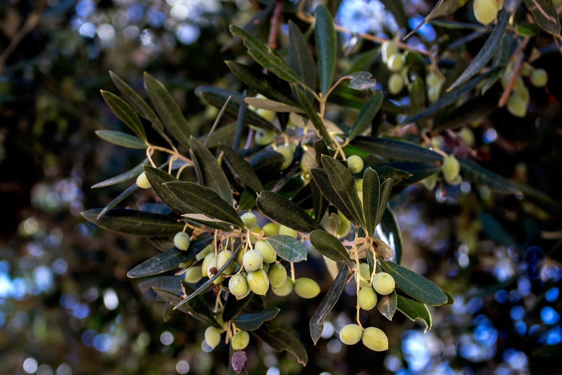 Греческое название растения. Греция олива дерево. Олива европейская в Греции дерево. Оливковые деревья в Греции. Древняя Греция олива.
